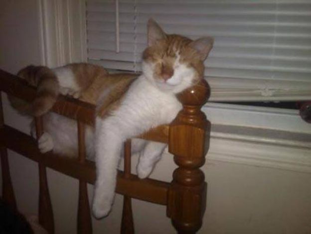 Cats Who Fell Asleep in Weird Places