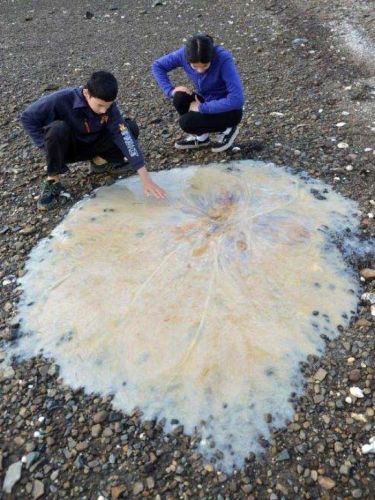 Australia has it fair share of jellyfish