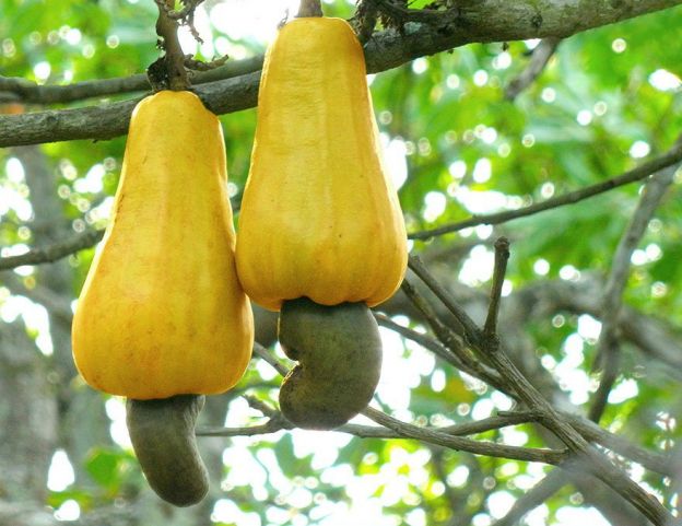 Cashews