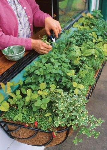 Hanging flowerpots in the window