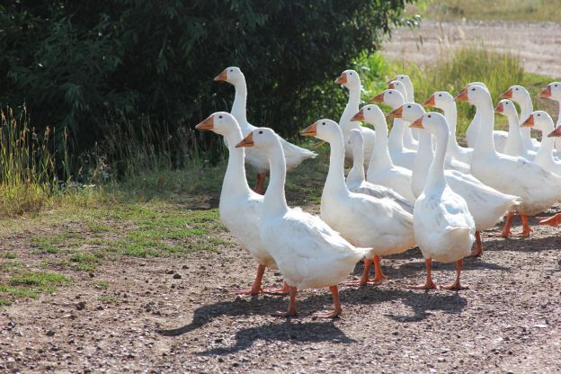 Goose eggs: edible but less common