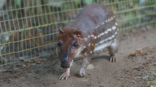 The Queen was Once Fed a Stew with This Kind of Rodent...