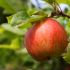 Winesap