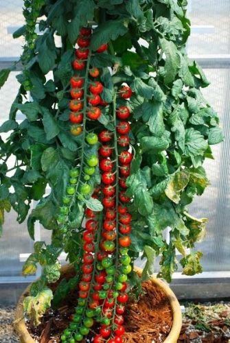 Planting tomatoes is not a science!