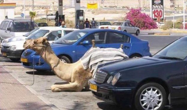 Camel Parking