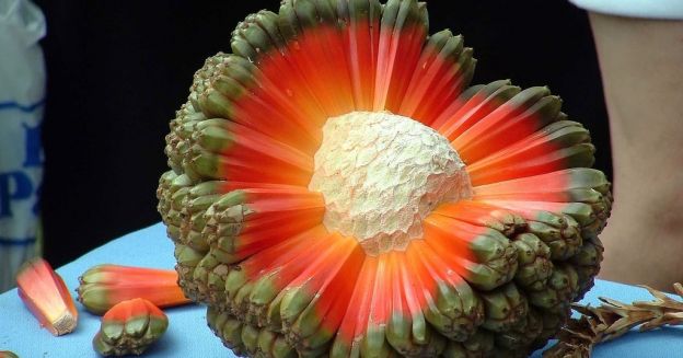 PANDANUS (NICOBAR BREADFRUIT)