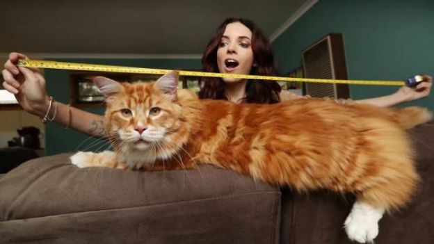 WORLD'S LONGEST CAT