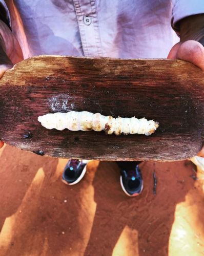 Witchetty Grub - Australia