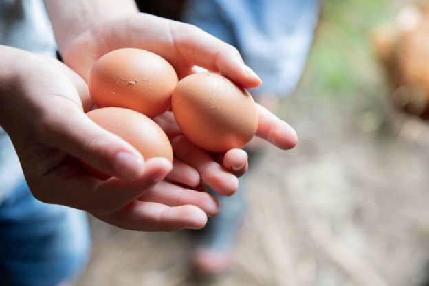 Eggs Are a Rich Source of Choline