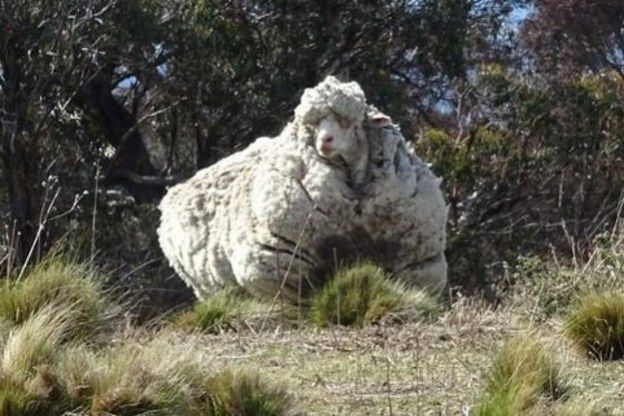 This sheep went on walkabout for 5 years