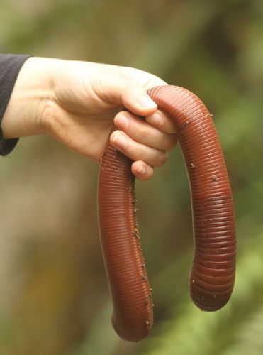 The worms are enormous!