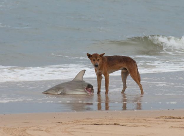 Just a dingo eating a shark. Nothing to see here...