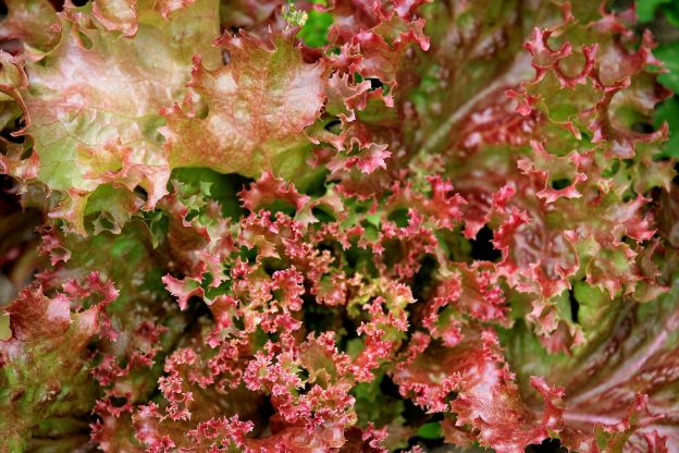 Lollo Rossa (Red Lettuce Leaves)