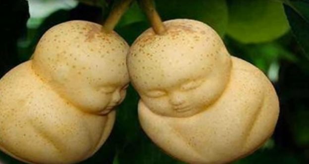 BUDDHA PEARS