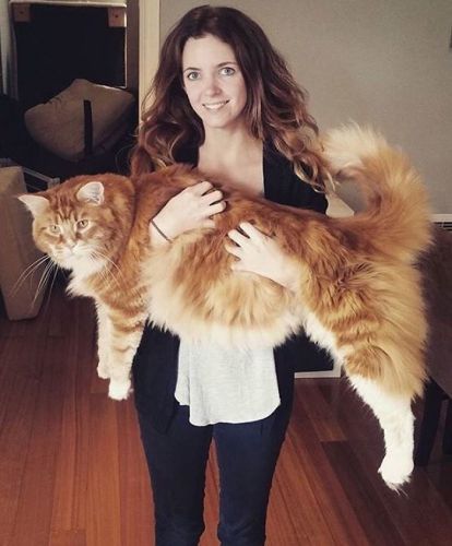 WORLD'S LONGEST CAT