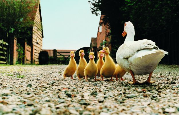 Duck eggs: edible but need to be well cooked