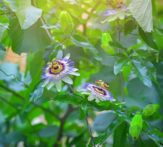 Passion flower tea