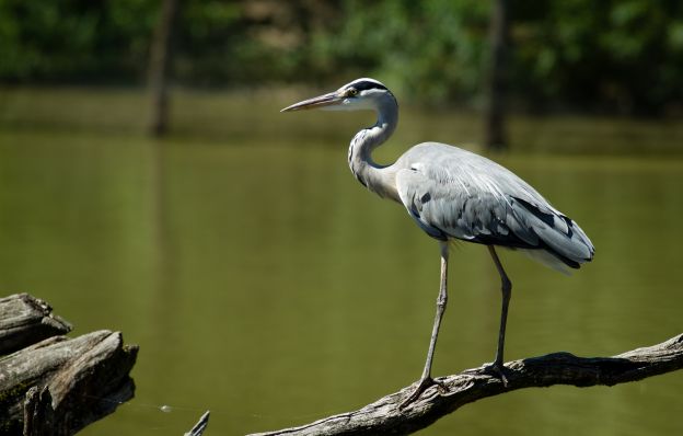 Roasted Heron