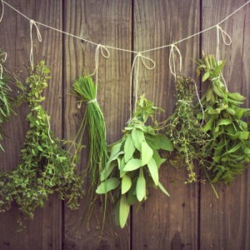 Different herbs require different types of maintenance