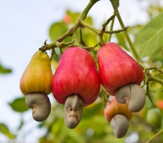 Cashew nuts