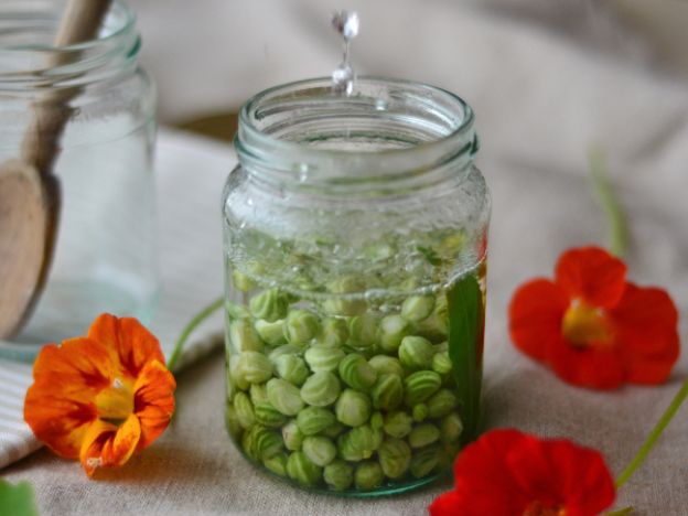 Nasturtium Seeds