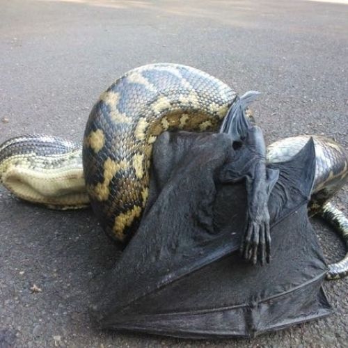 That's a python and a bat... So much nope!