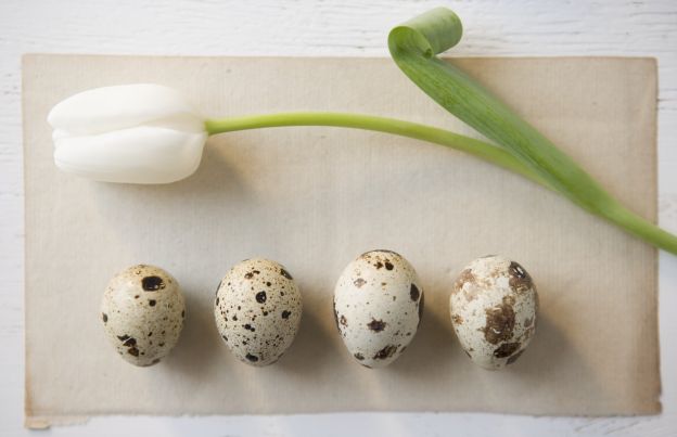 Quail eggs