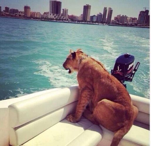 Taking your Lion out on a boat