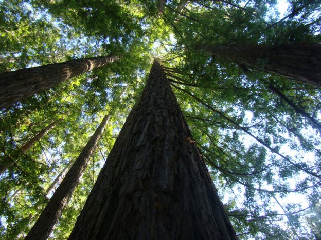 University of California, Santa Cruz